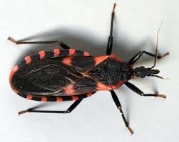 Chagas Disease – your Sub-I was right!